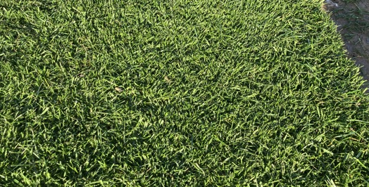 Classic Lawn Turf